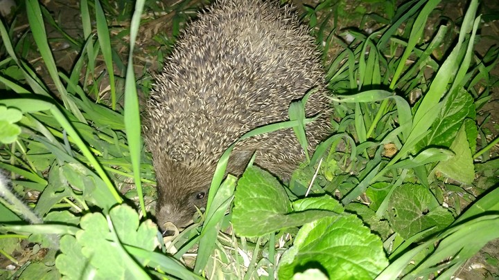 hedgehog