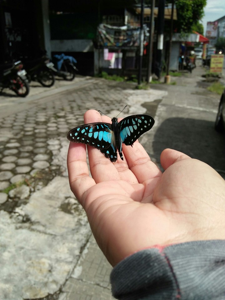 fly