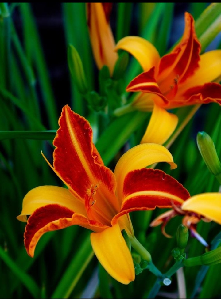 flowers