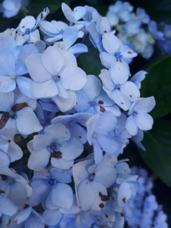 Hortensias