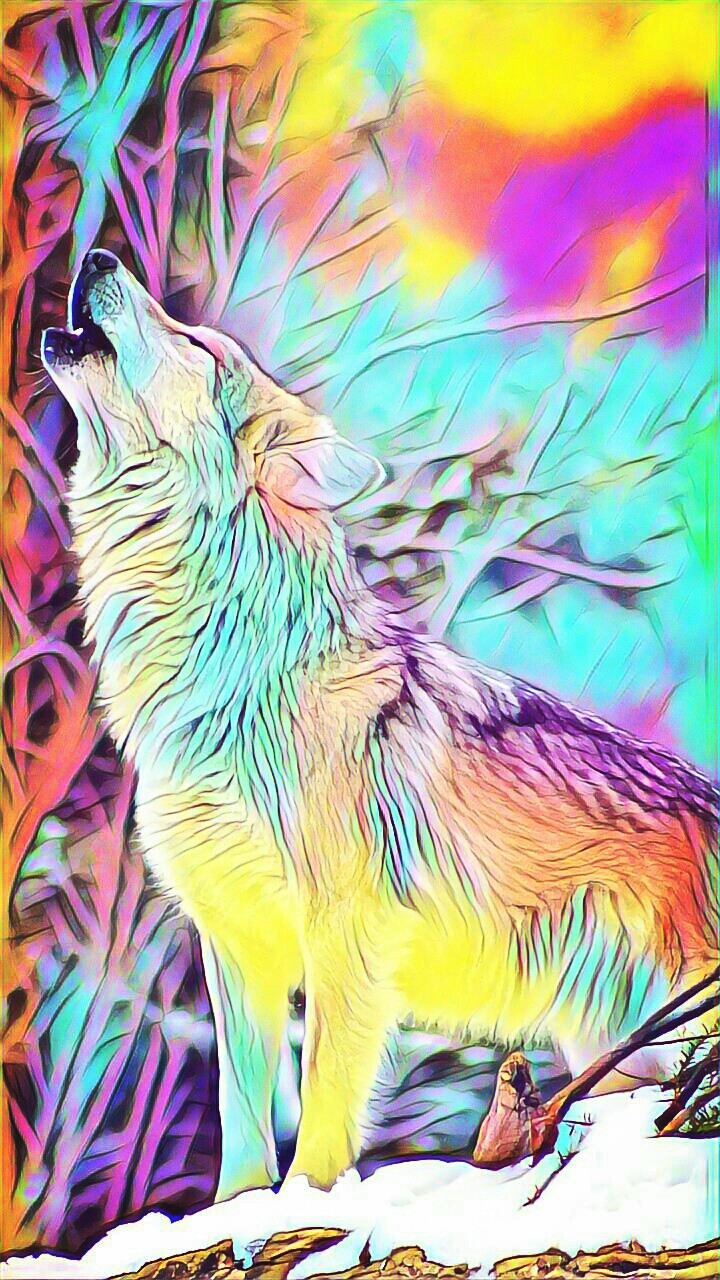 RAINBOW WOLF