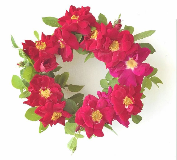 Wreath of tea roses