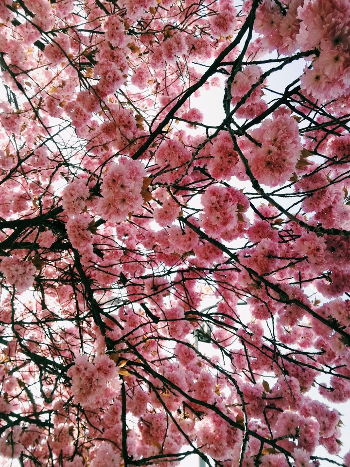 flovers