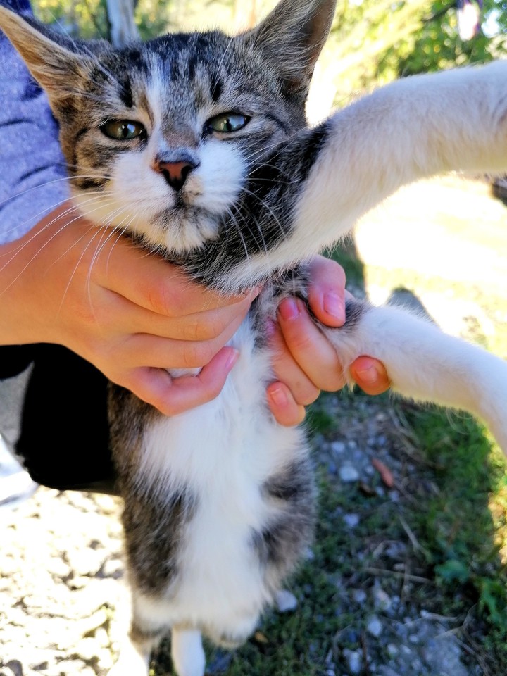 cat