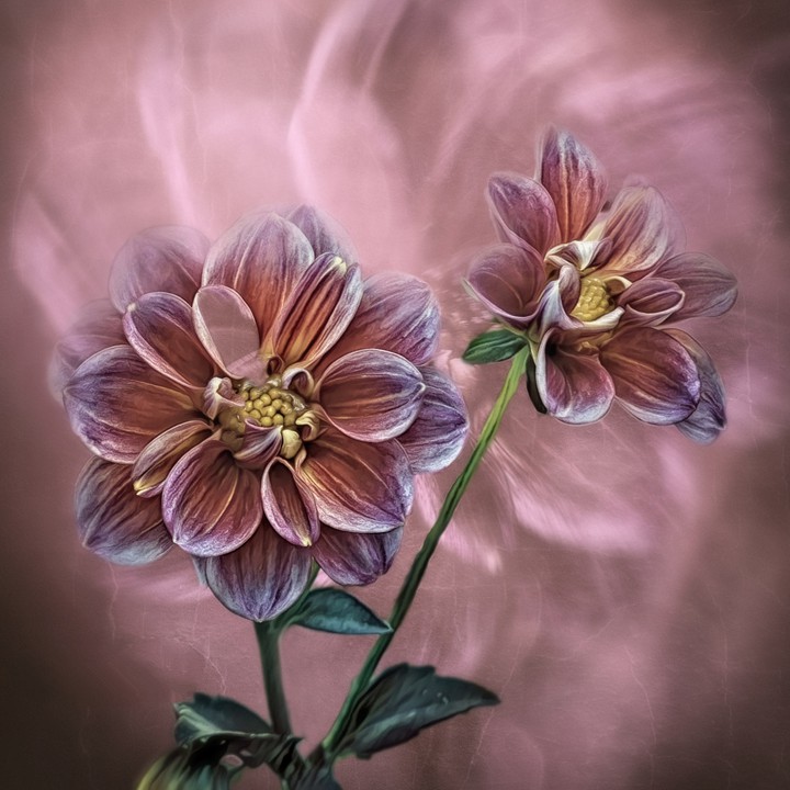 #flowers