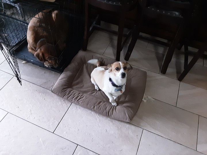 cookie lady dog