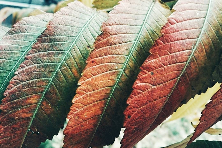 Leaf