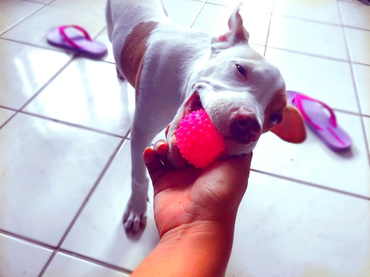 pipoca Love
