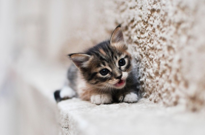 귀여운 고양이