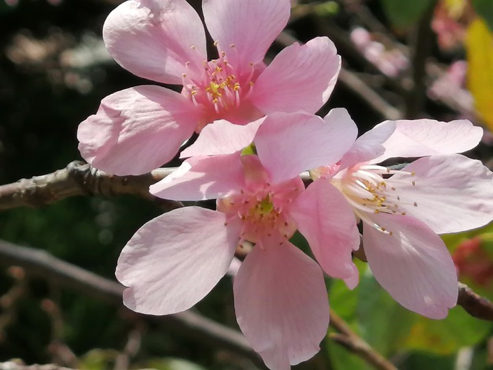 sakura