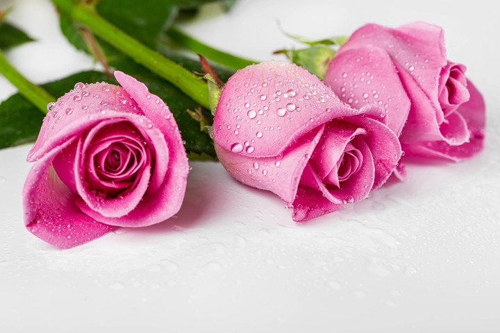 Pink Roses