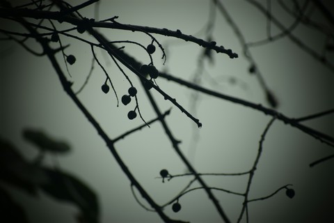 twig, black-and-white háttérképek