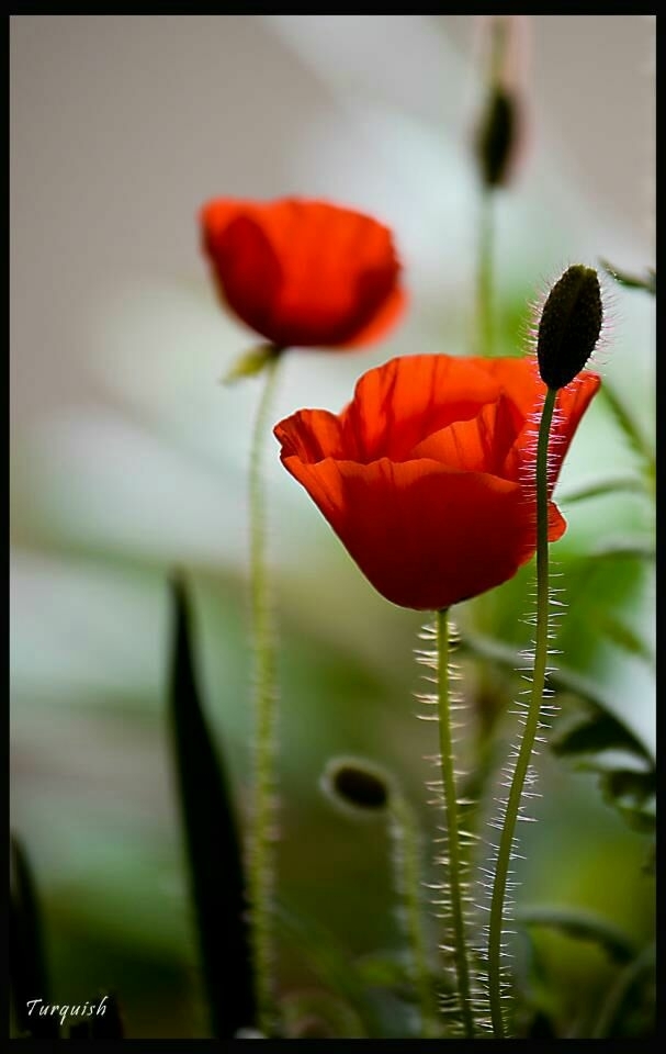 Amapola