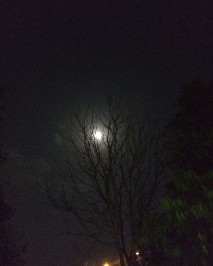 Moon and branch