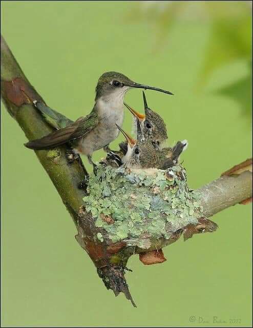 Birds