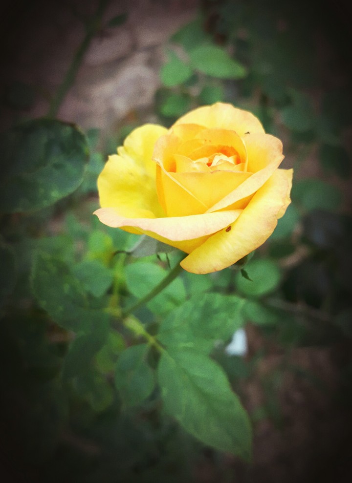 Yellow Rose.
