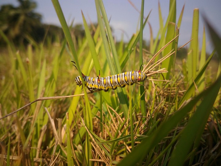 bug life