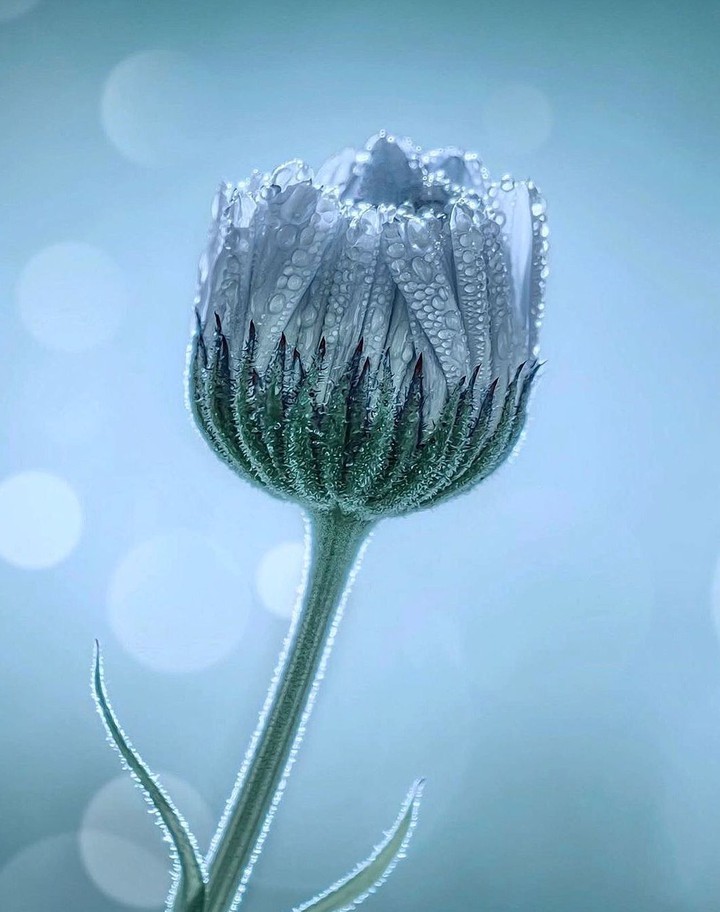 Daisy