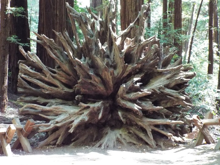 redwood!
