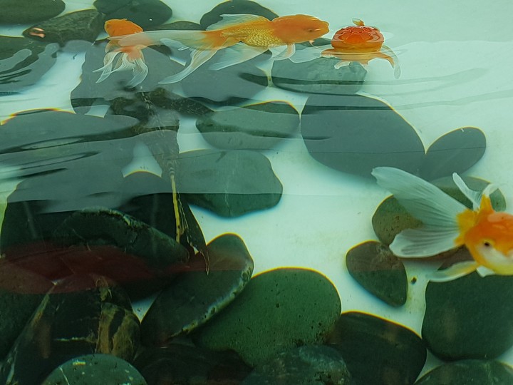 gold fish