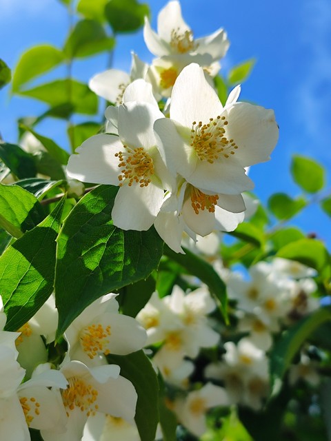 hình nền petal, Blossom