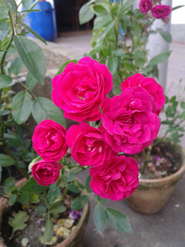 garden roses
