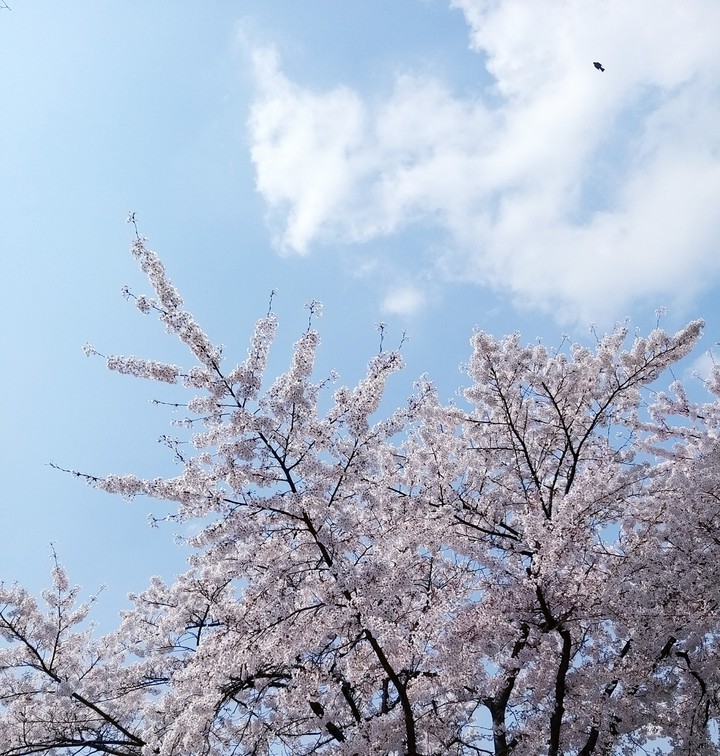 벚꽃