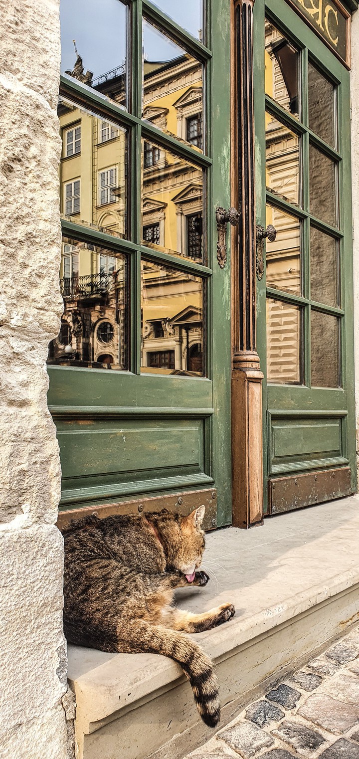 Cat chilling