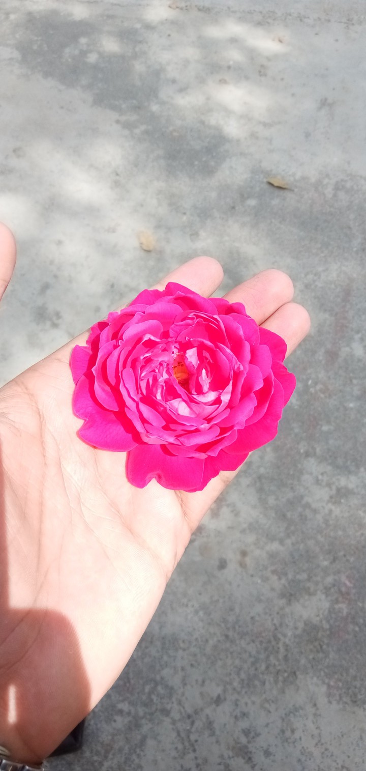 flower