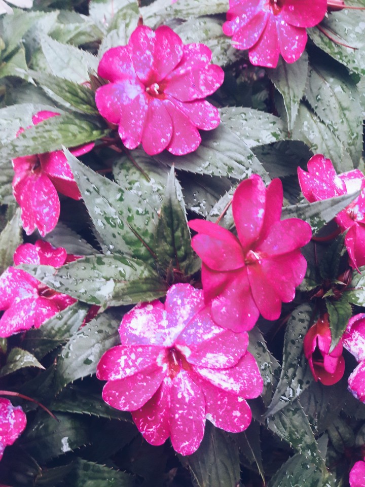 De las flores la vida es