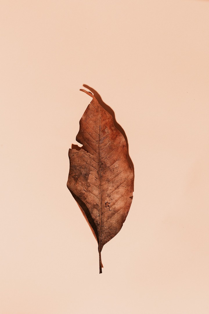 leaves