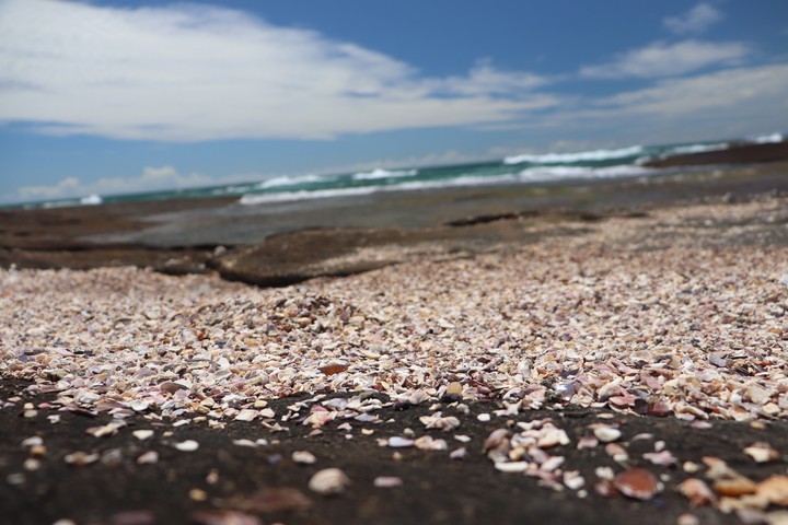 Seashells