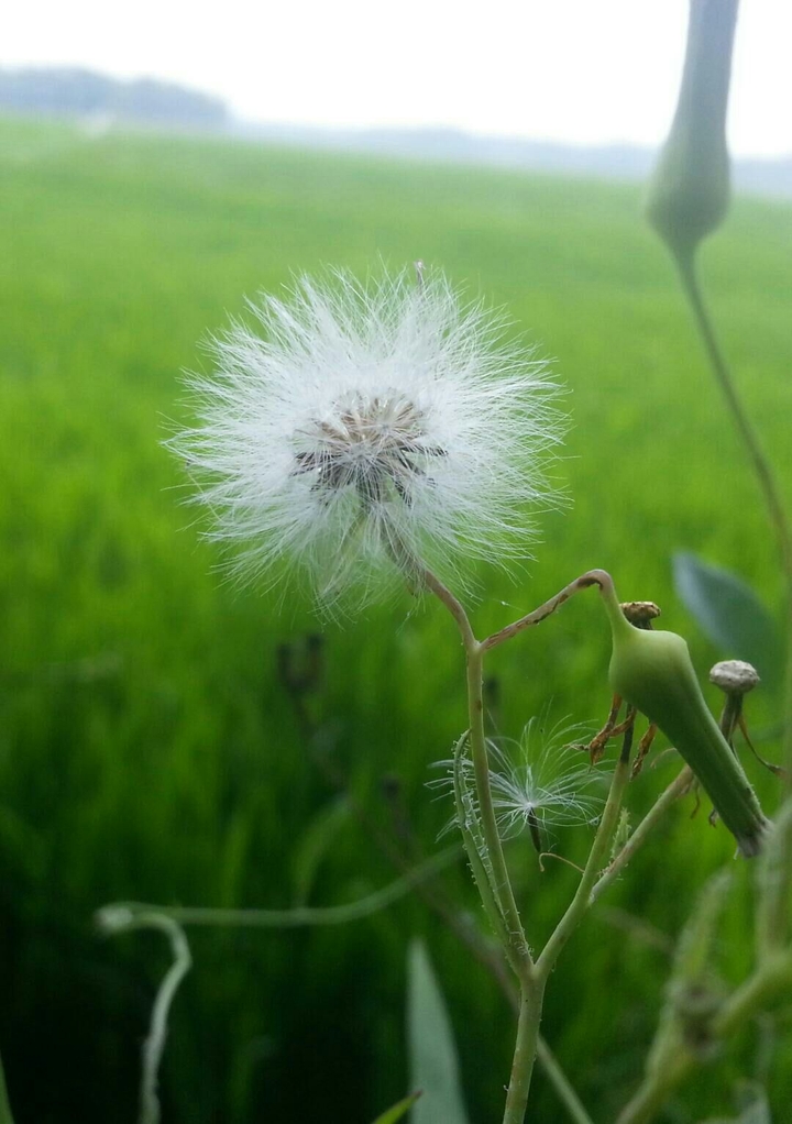Kerala beauty