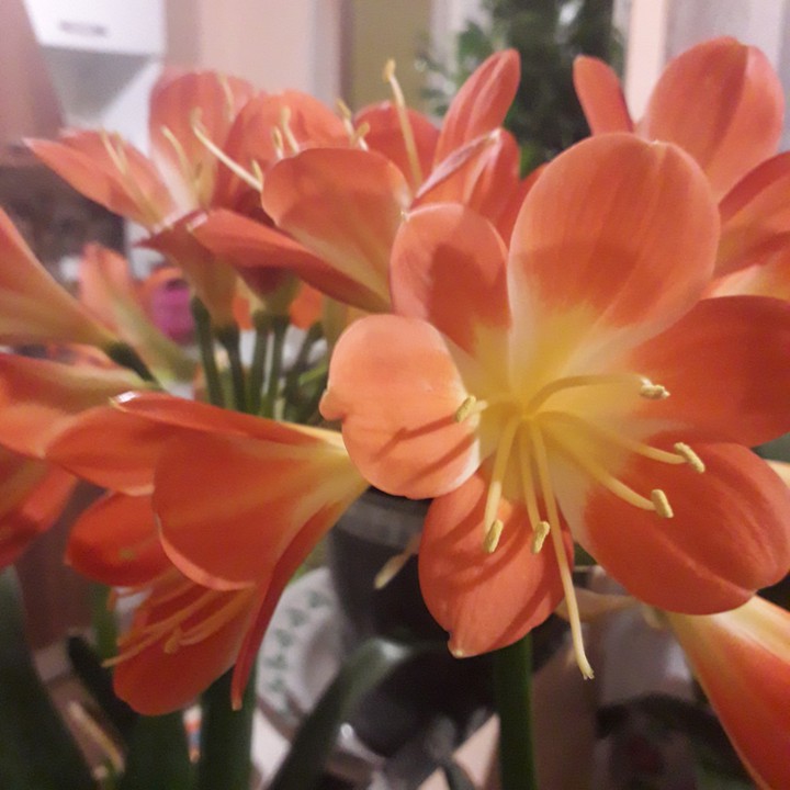 clivia