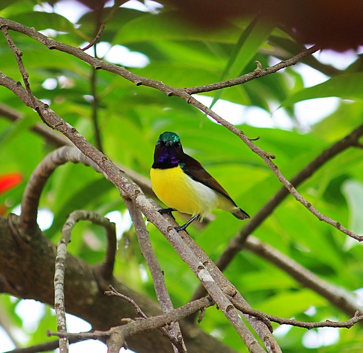 bird