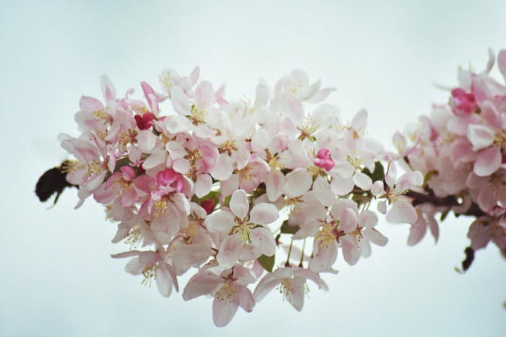 Spring