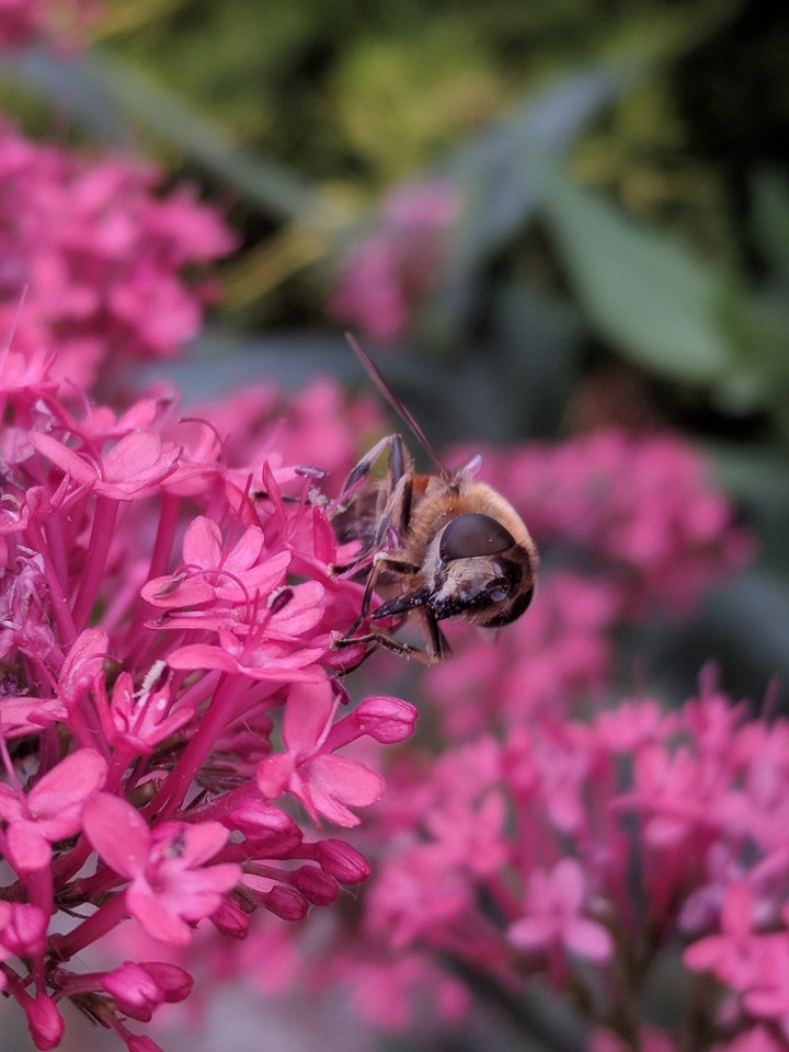 Bee on a Red valerian