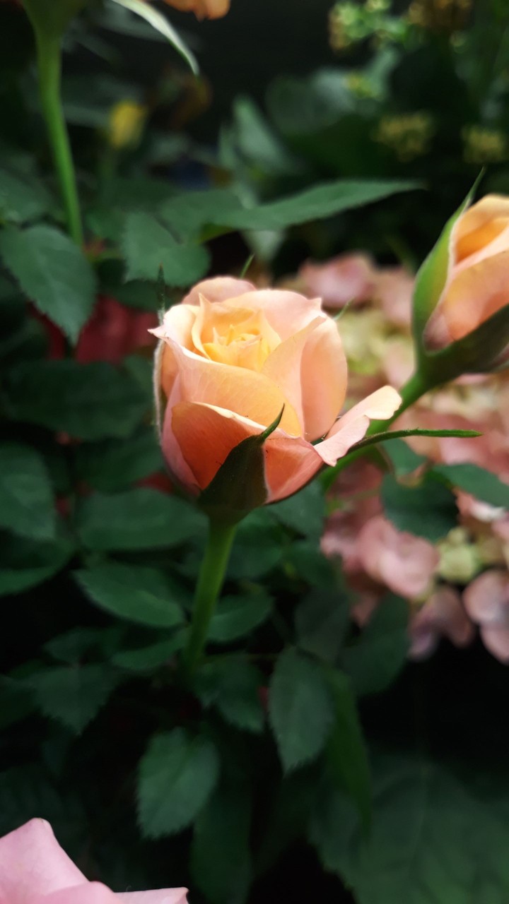 rose