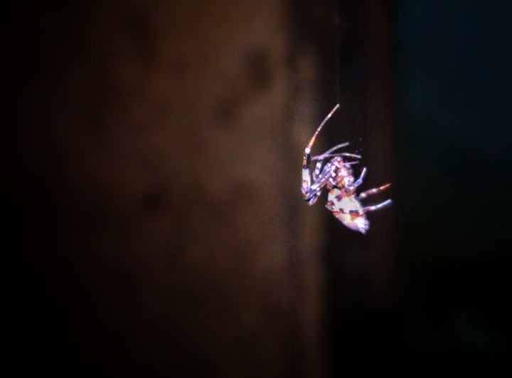 Spider