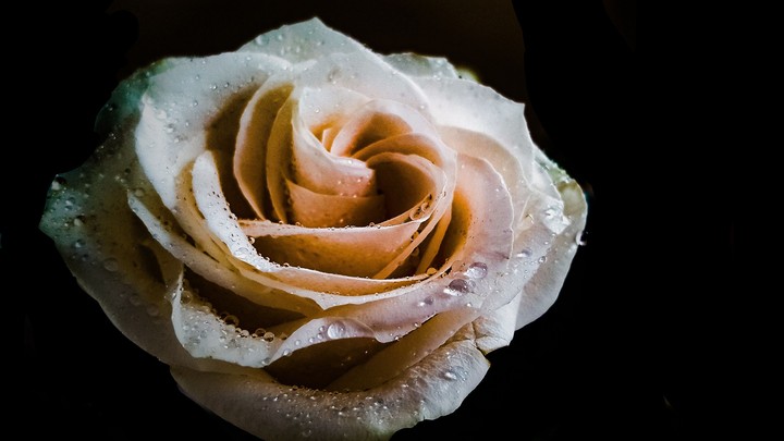 white rose