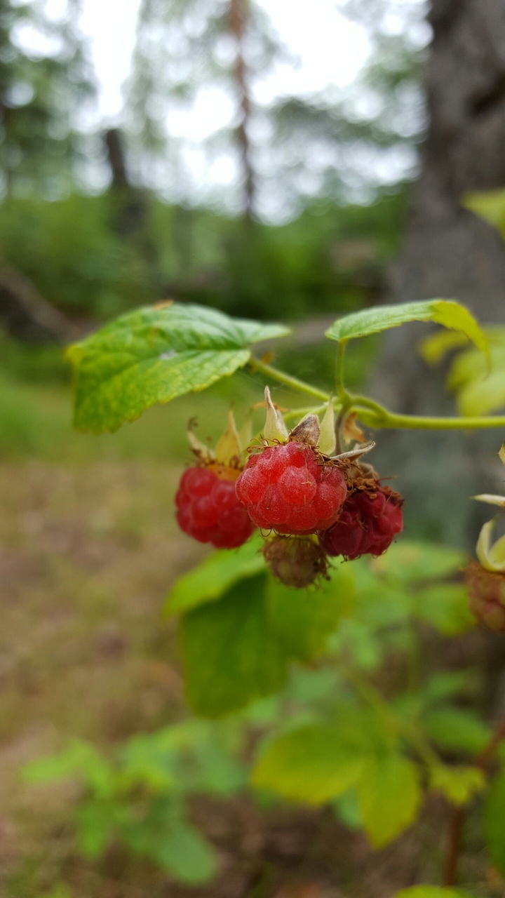 Raspberries in nature