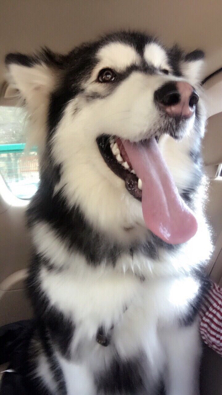 husky