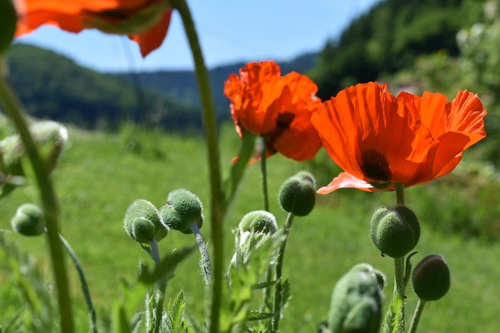 Mohn im Freien