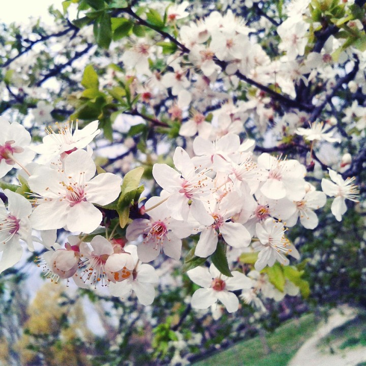Spring