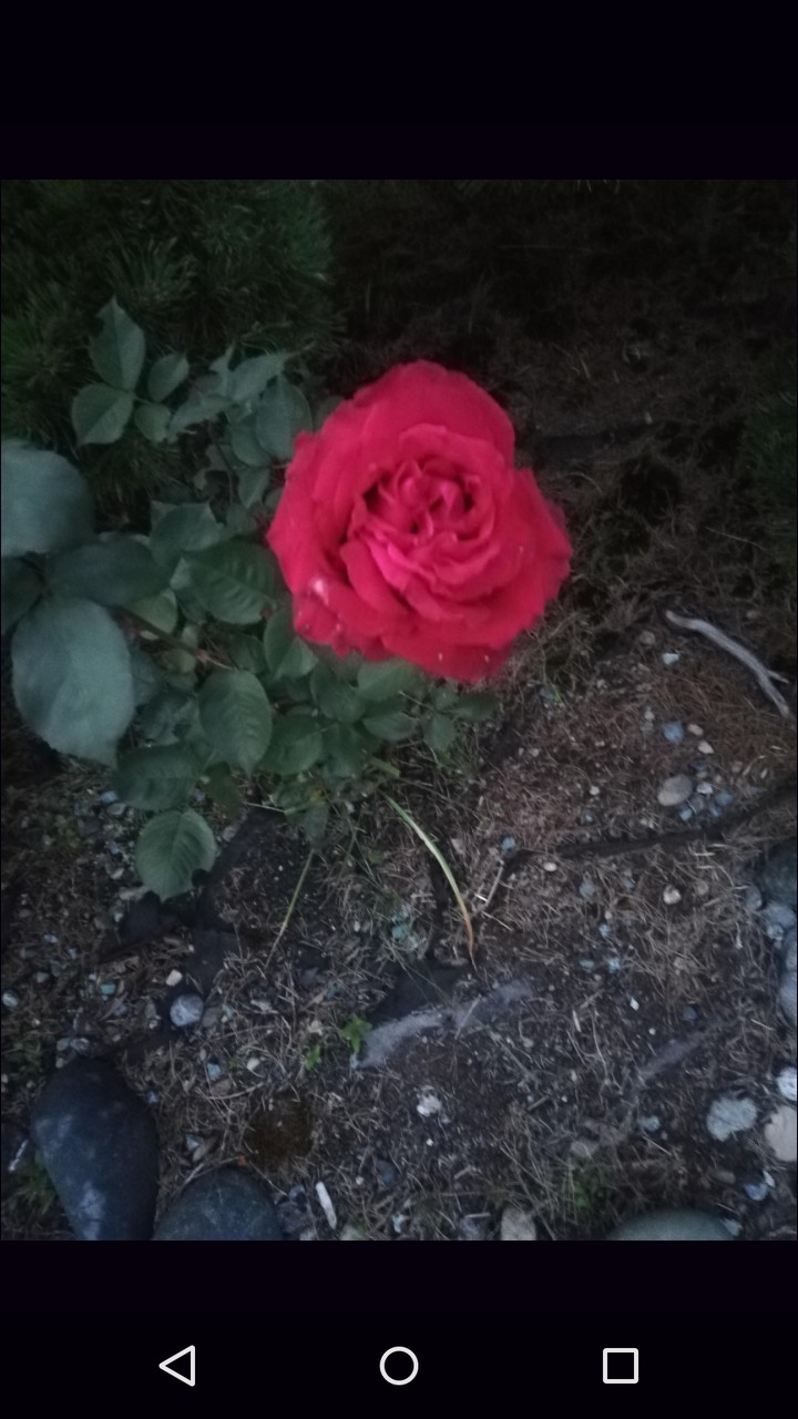 rose