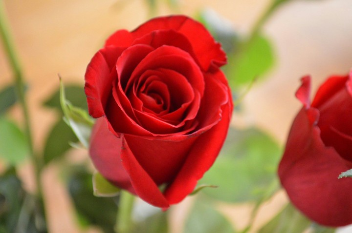 Red Rose