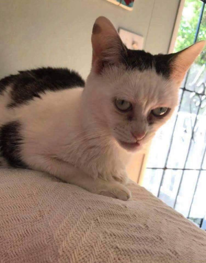 cat