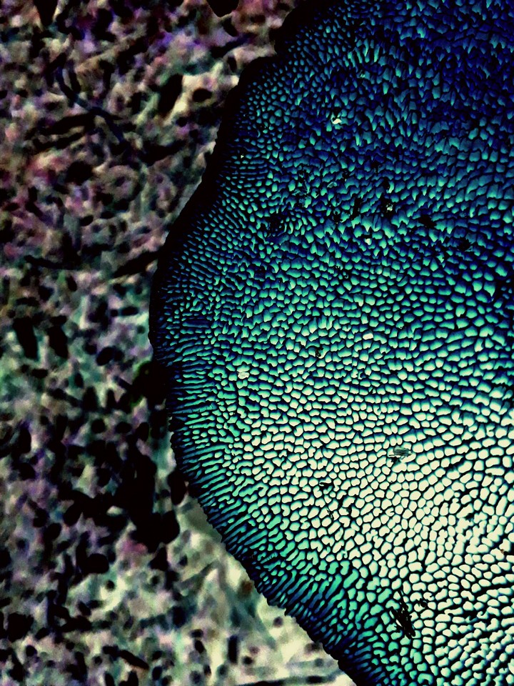 Mushroom