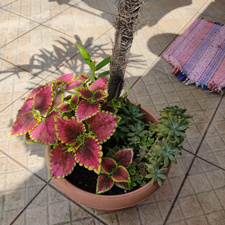 plants