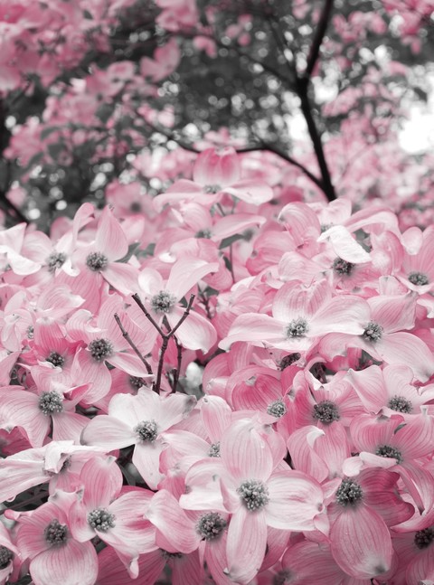 pink_flowers